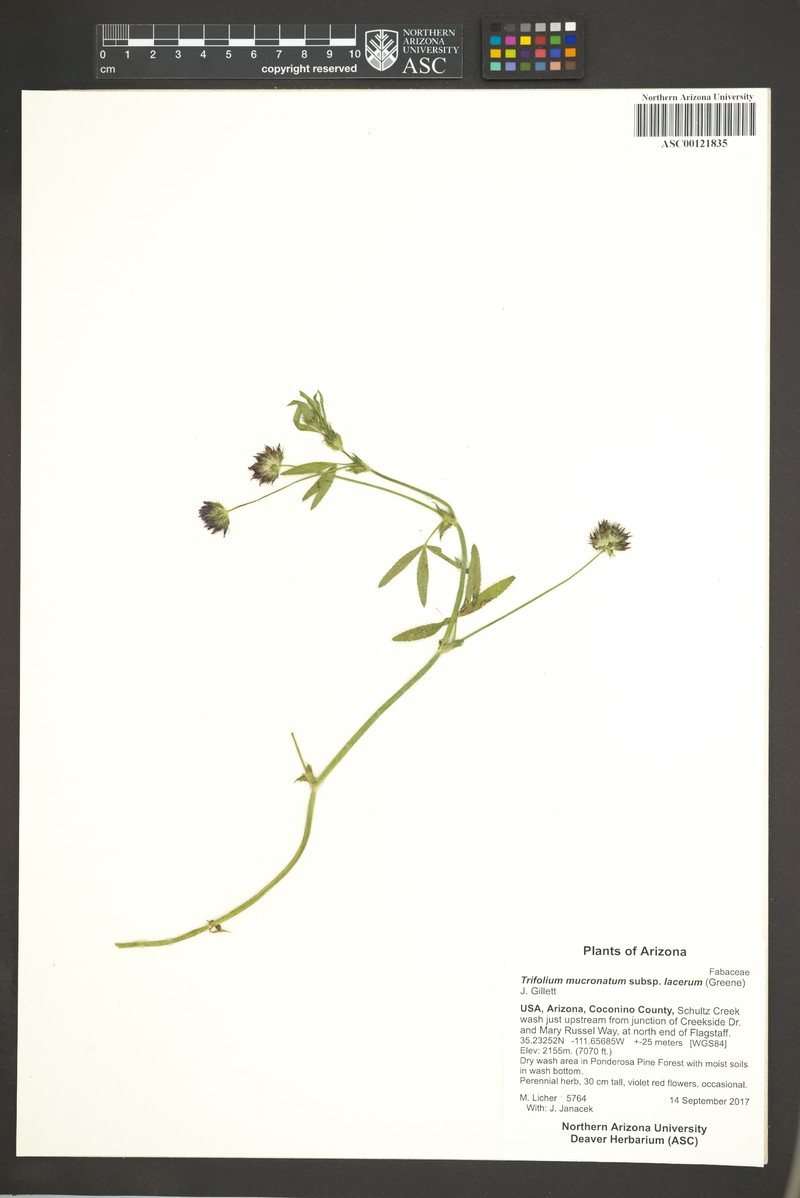 Trifolium mucronatum subsp. lacerum photo 6
