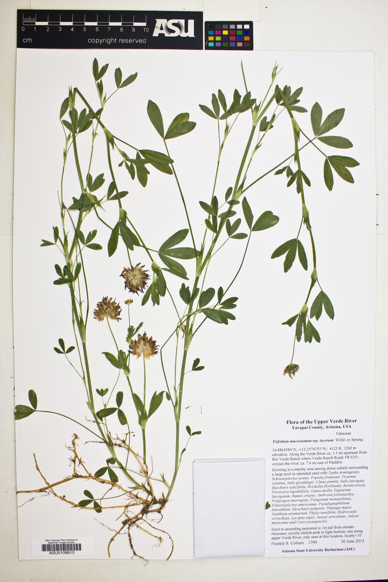 Trifolium mucronatum subsp. lacerum photo 7