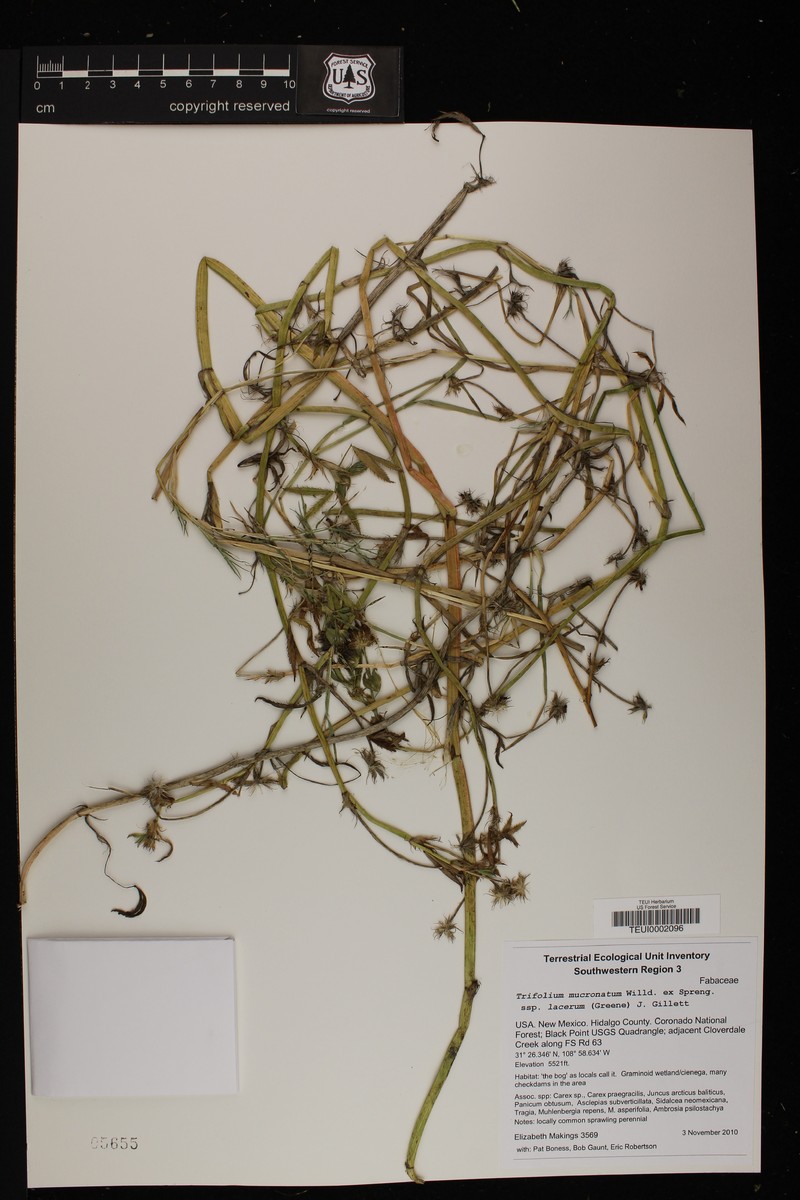 Trifolium mucronatum subsp. lacerum photo 8