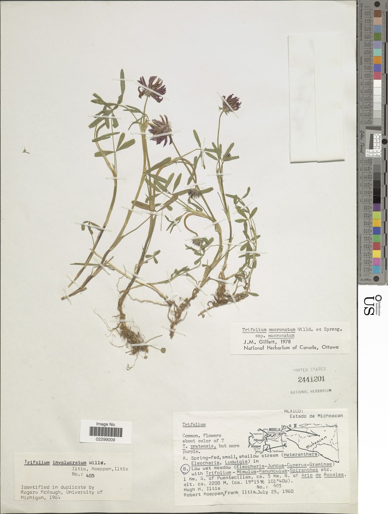 Trifolium mucronatum subsp. mucronatum
