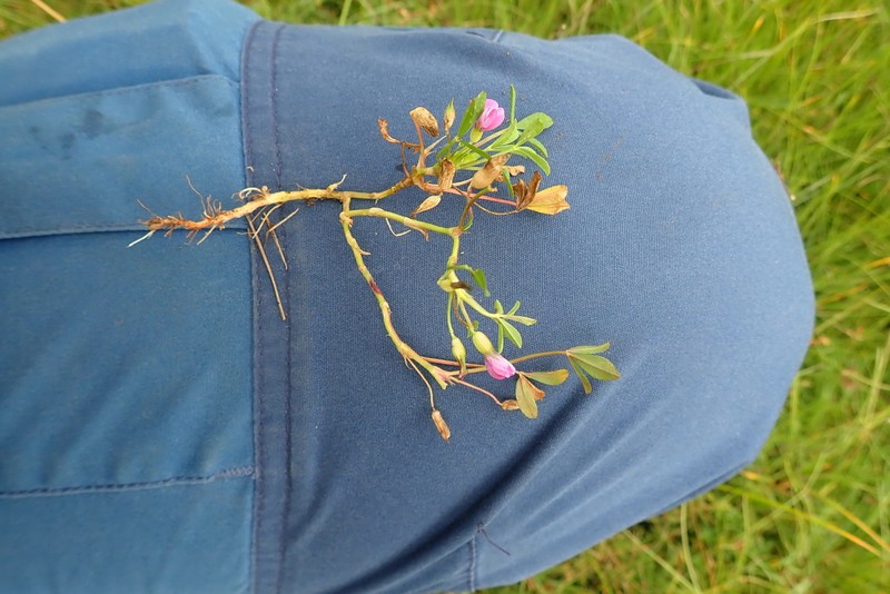 Trifolium multinerve