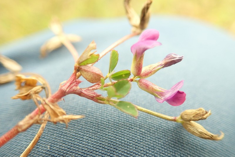 Trifolium multinerve photo 2