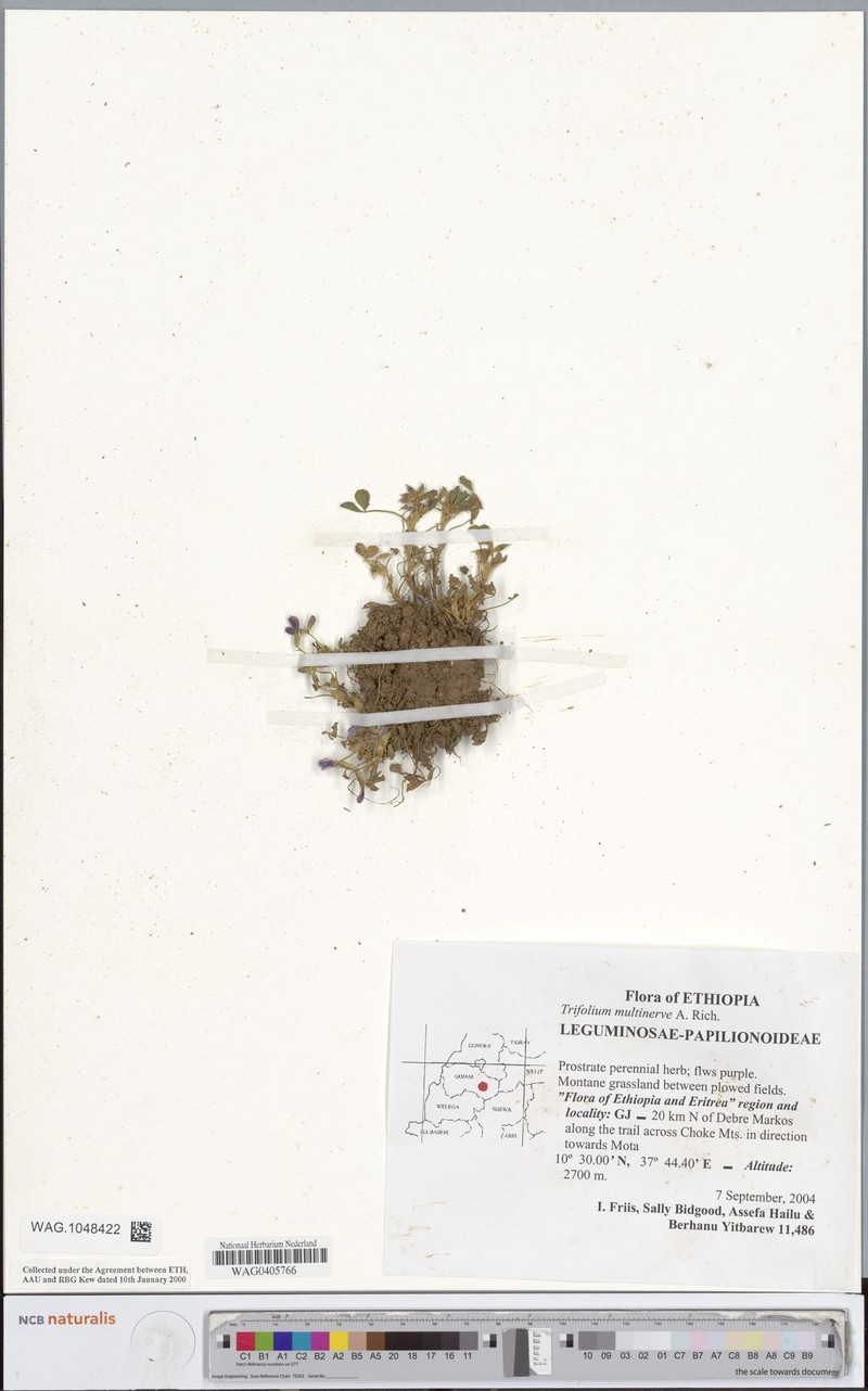 Trifolium multinerve photo 3