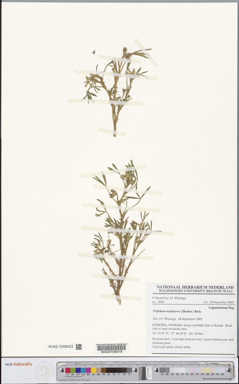 Trifolium multinerve photo 4