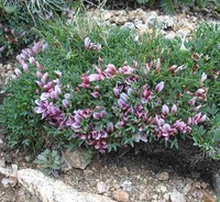 Dwarf Clover