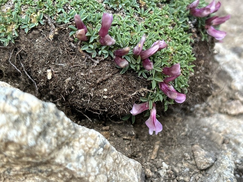 Dwarf Clover photo 2