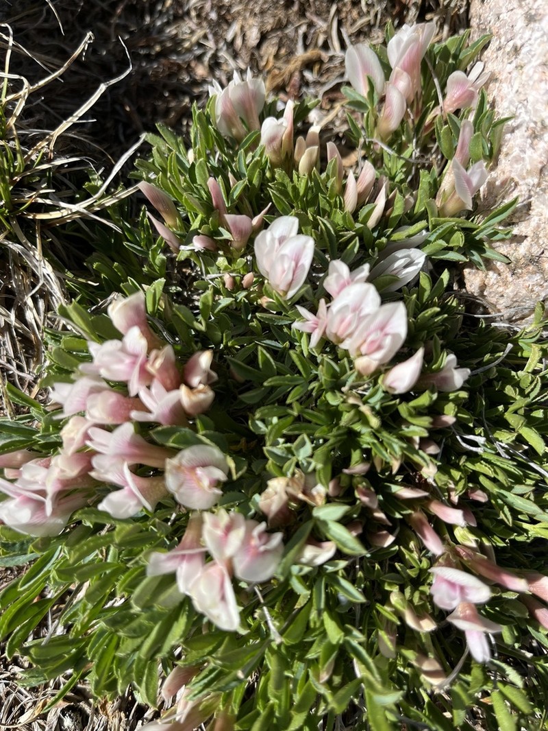 Dwarf Clover photo 3
