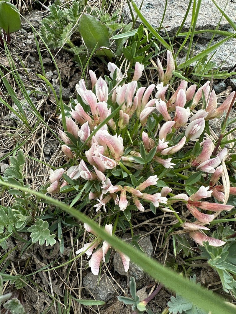 Dwarf Clover photo 4