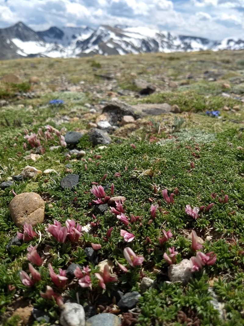 Dwarf Clover photo 5