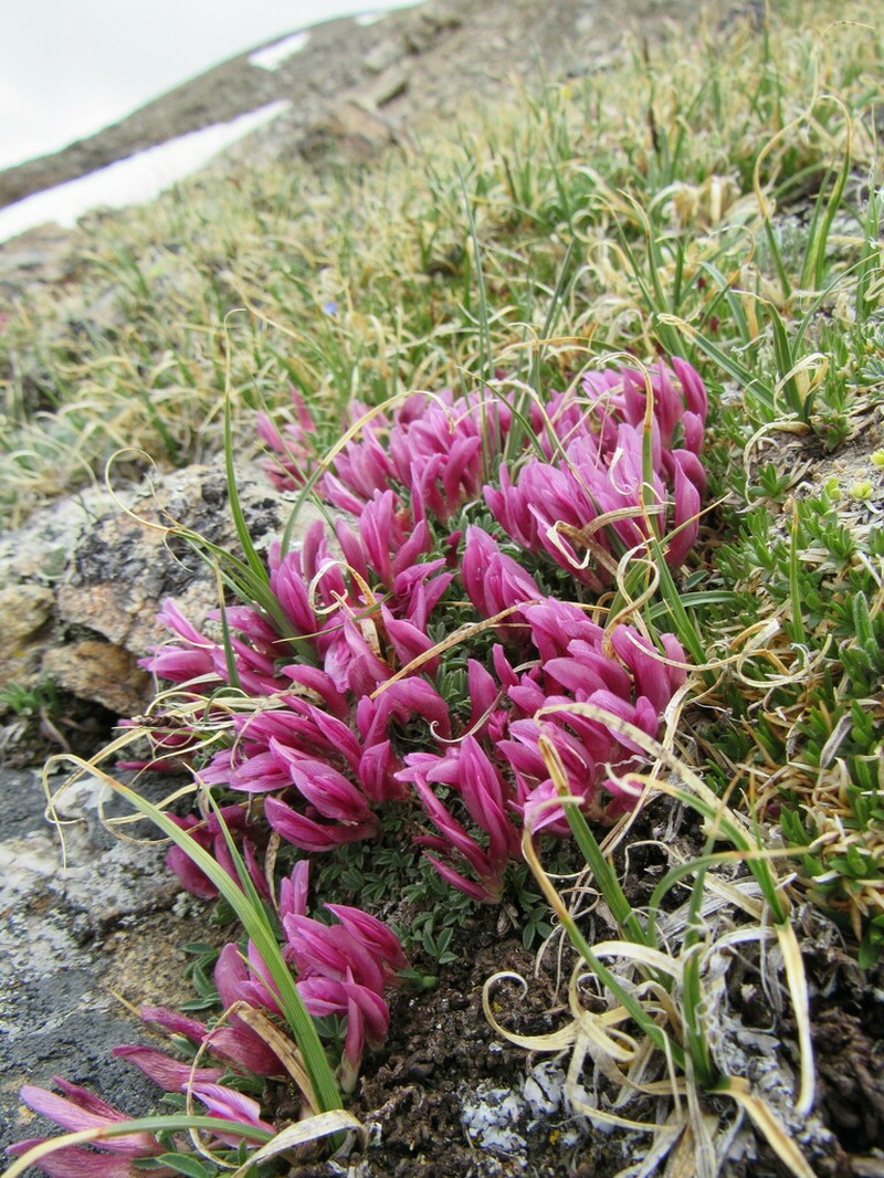 Dwarf Clover photo 6