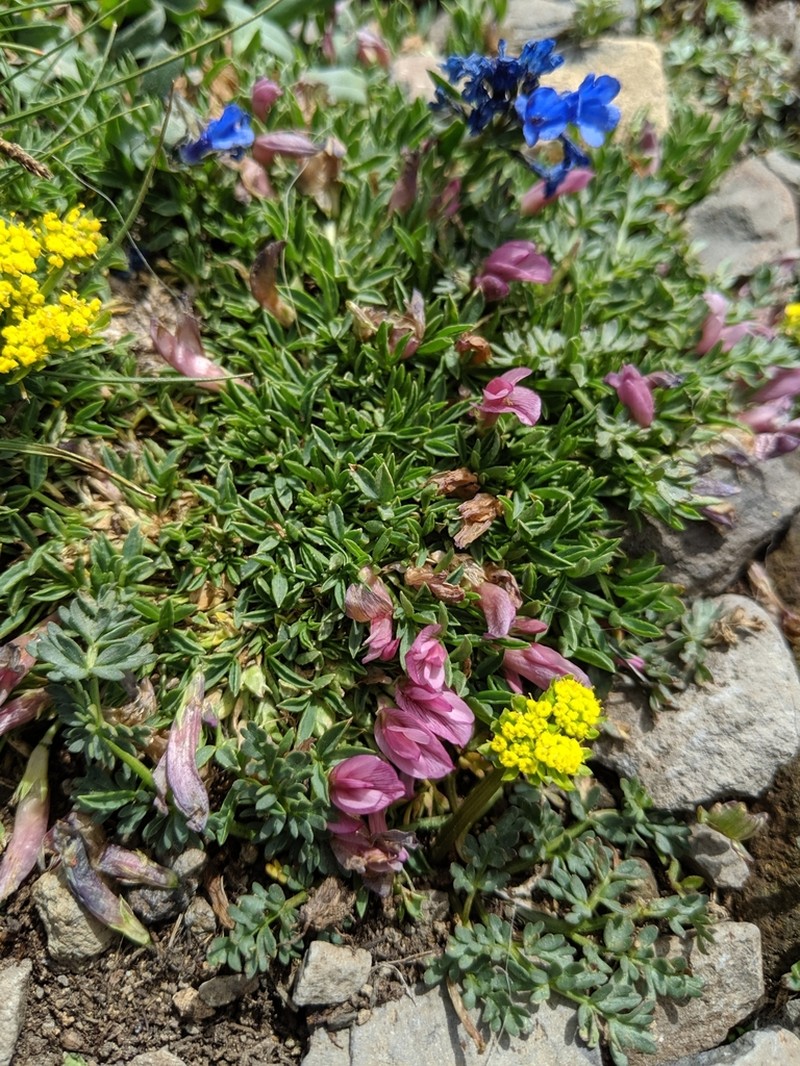 Dwarf Clover photo 7