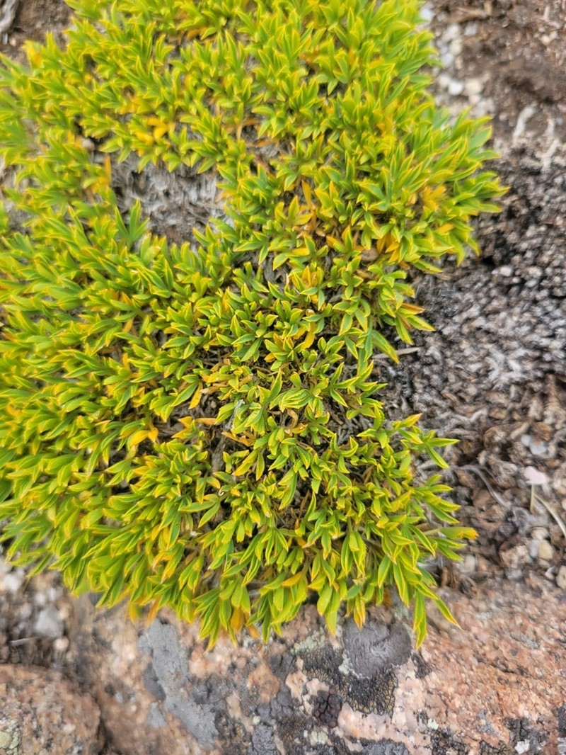 Dwarf Clover photo 8