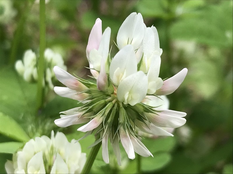 Small White Clover photo 2