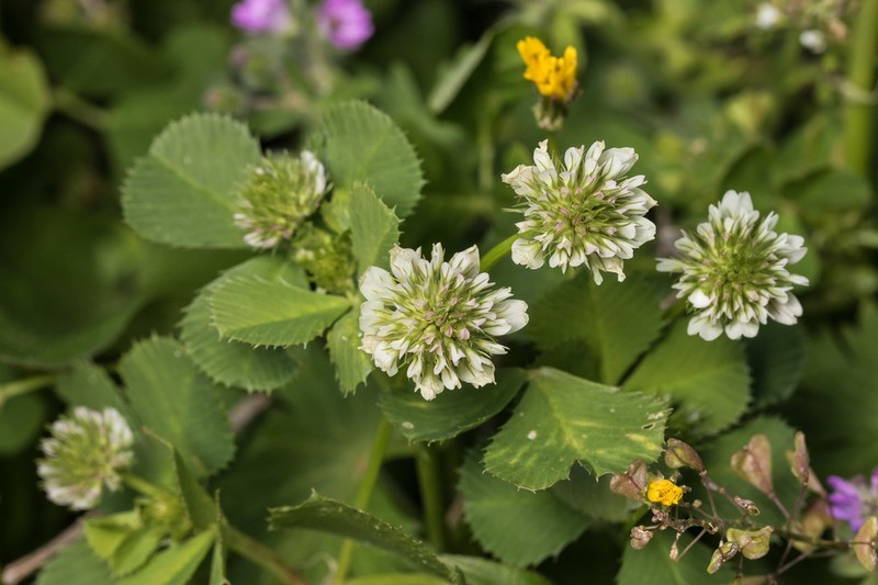 Small White Clover photo 3