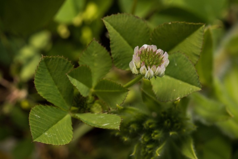 Small White Clover photo 4