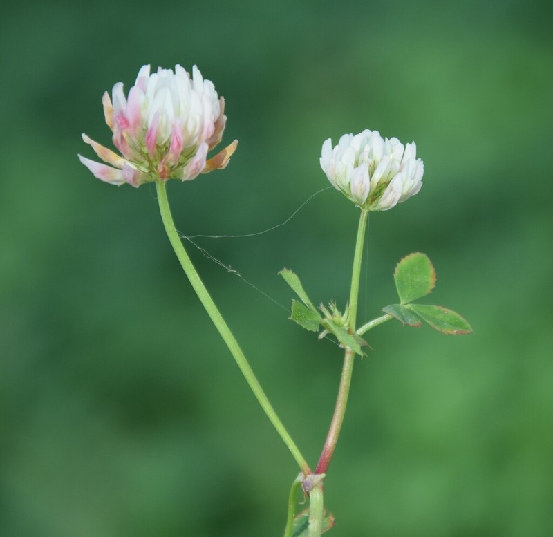 Small White Clover photo 5