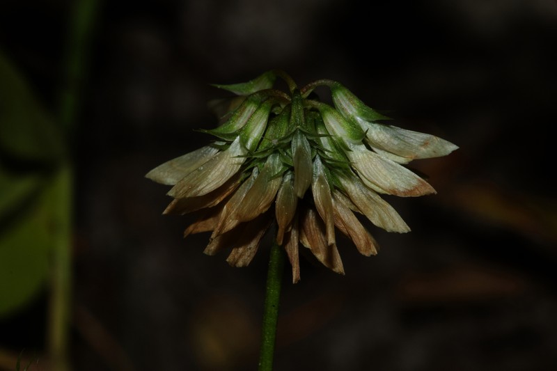 Small White Clover photo 6