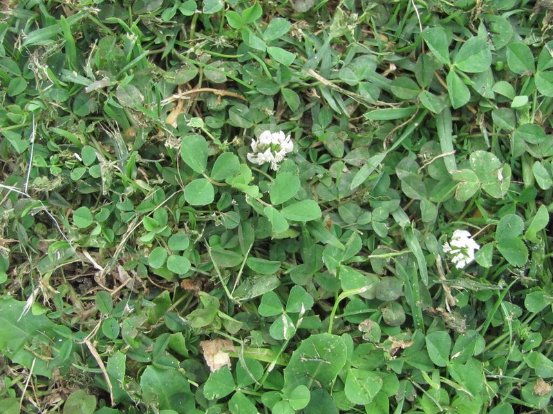 Small White Clover photo 7