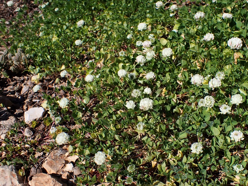 Small White Clover photo 4