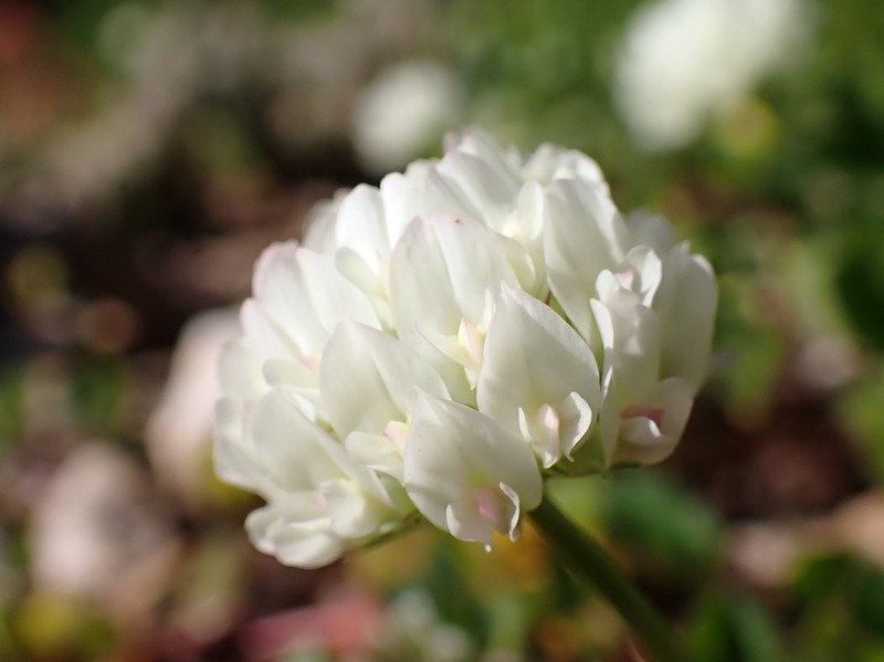 Small White Clover photo 5