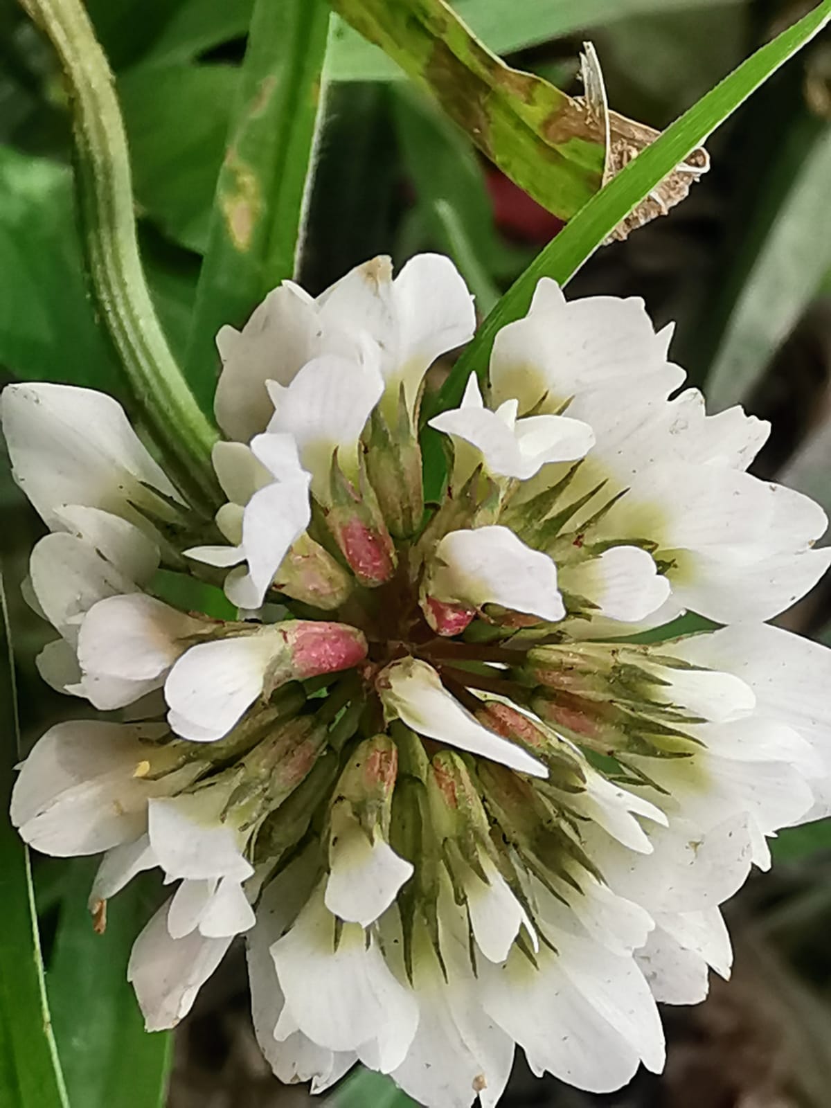 Small White Clover photo 6