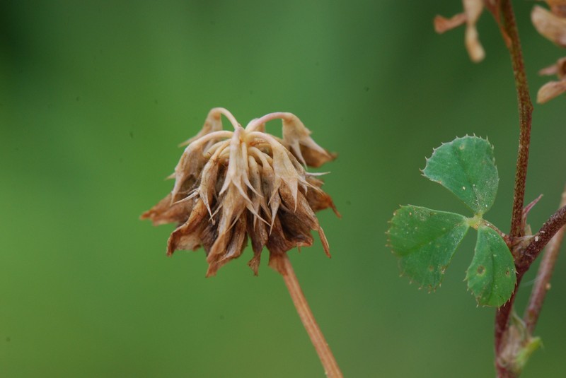 Small White Clover
