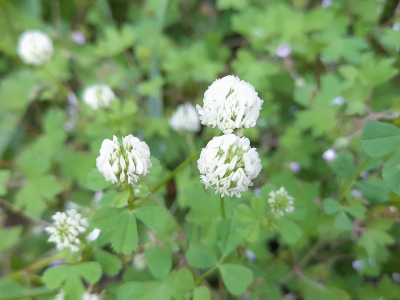 Small White Clover photo 2