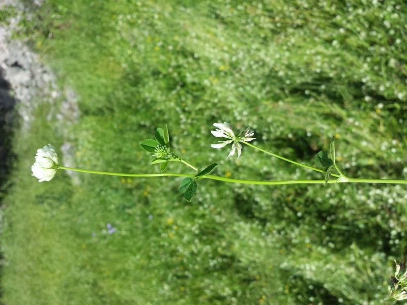 Small White Clover photo 3
