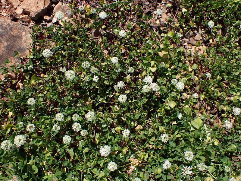 Small White Clover photo 7
