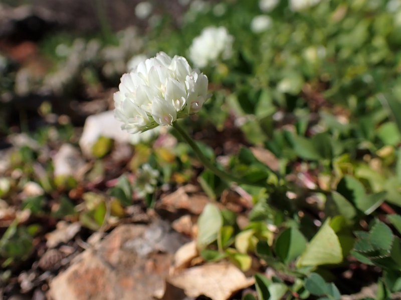 Small White Clover photo 8