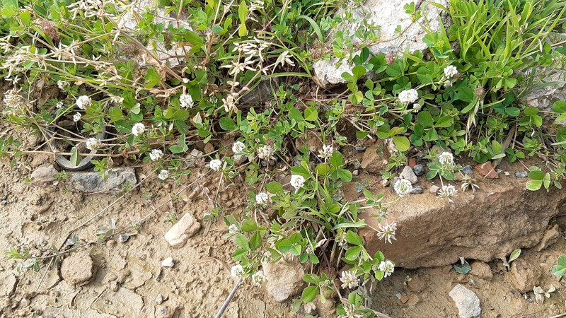 Trifolium nigrescens subsp. nigrescens