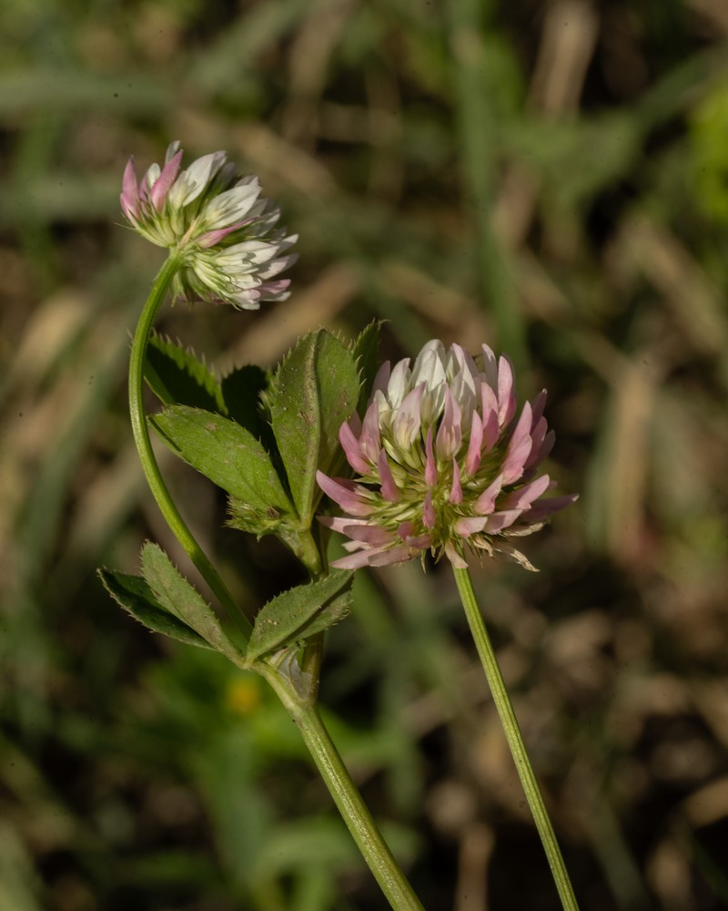 Trifolium nigrescens subsp. petrisavii