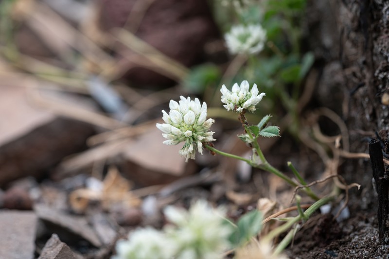 Trifolium nigrescens subsp. petrisavii photo 2