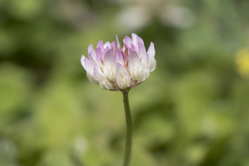 Trifolium nigrescens subsp. petrisavii photo 3