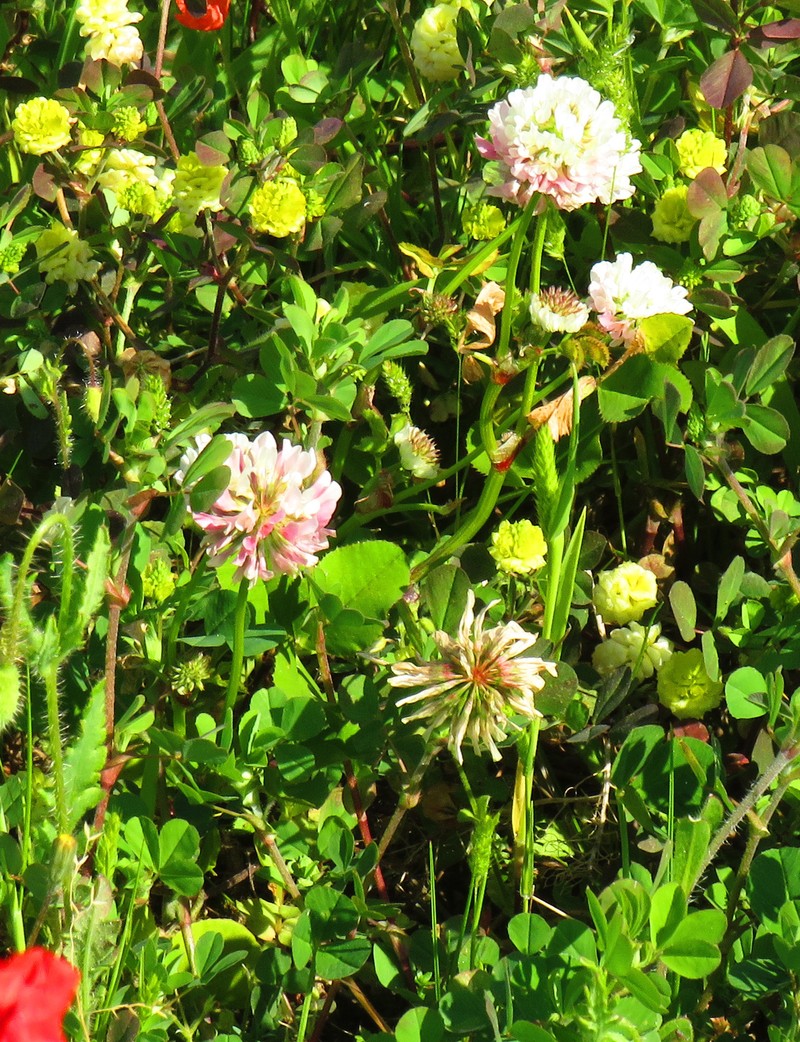 Trifolium nigrescens subsp. petrisavii photo 4