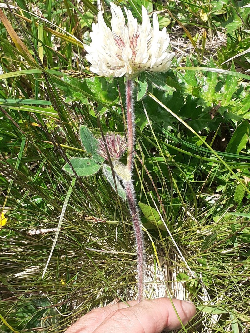 Trifolium noricum