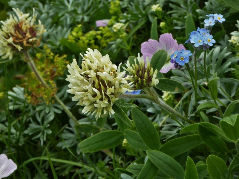 Trifolium noricum photo 2