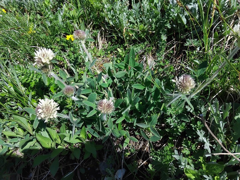 Trifolium noricum photo 3