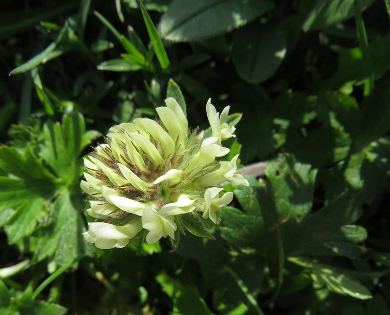 Trifolium noricum photo 4