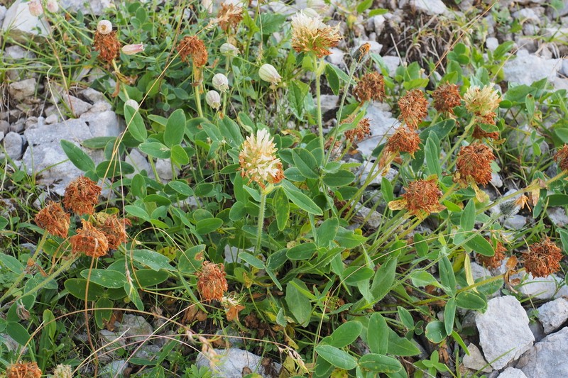Trifolium noricum photo 5