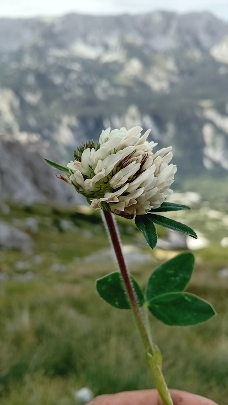 Trifolium noricum photo 6