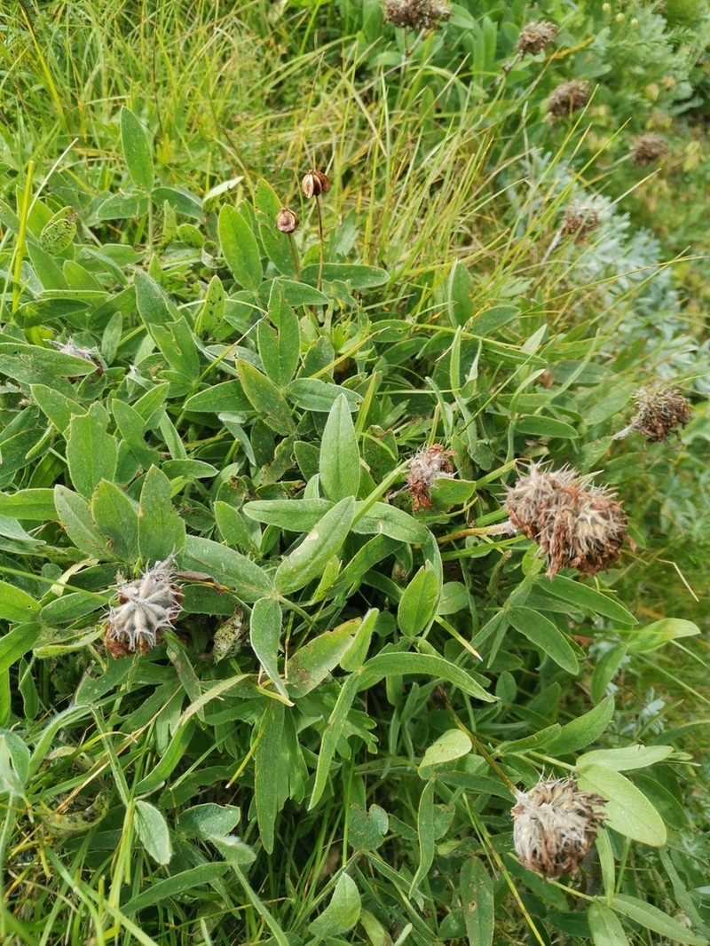 Trifolium noricum photo 7