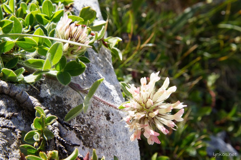 Trifolium noricum photo 8