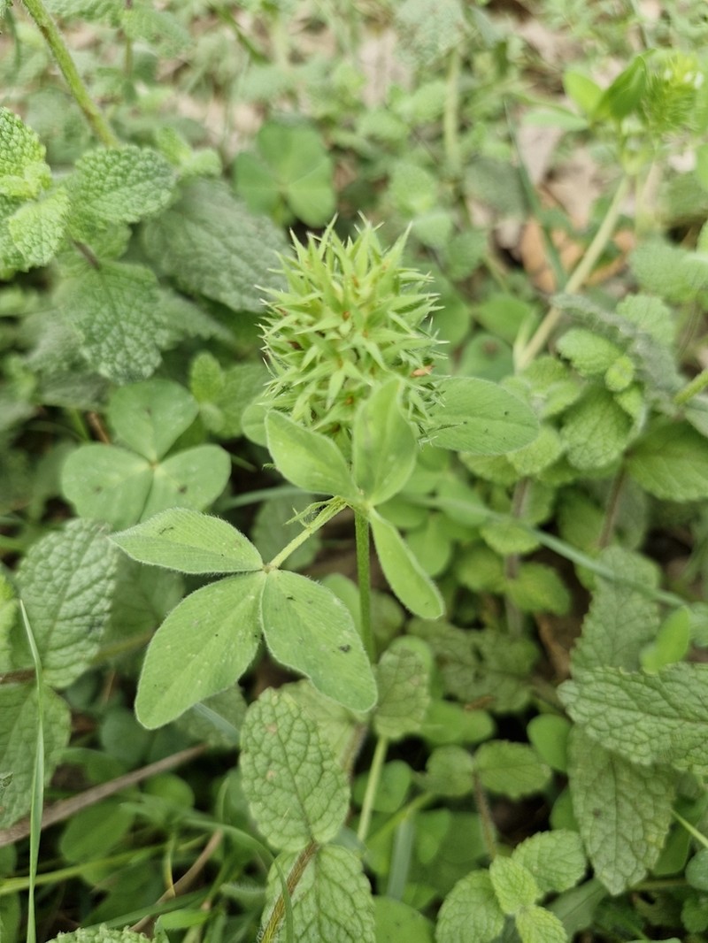 Trifolium obscurum