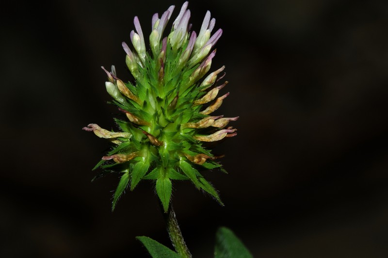 Trifolium obscurum photo 2
