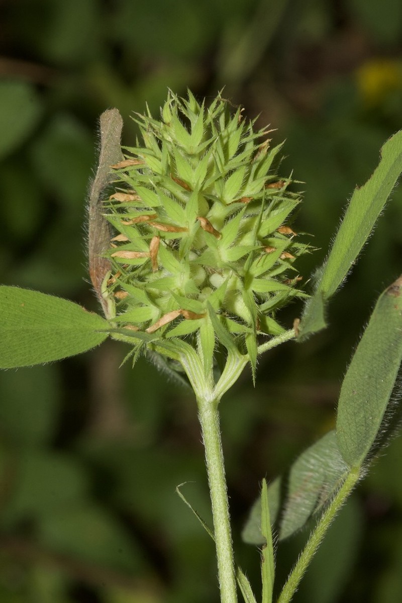 Trifolium obscurum photo 3
