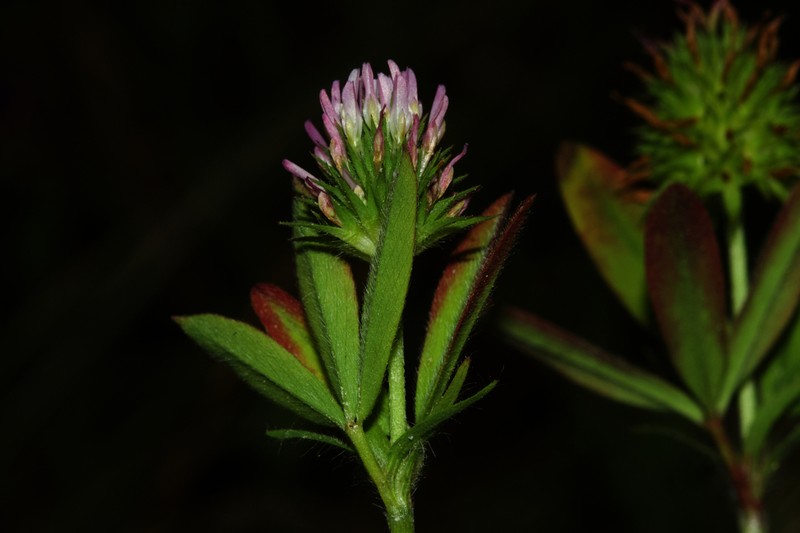 Trifolium obscurum photo 4