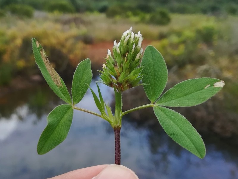 Trifolium obscurum photo 5
