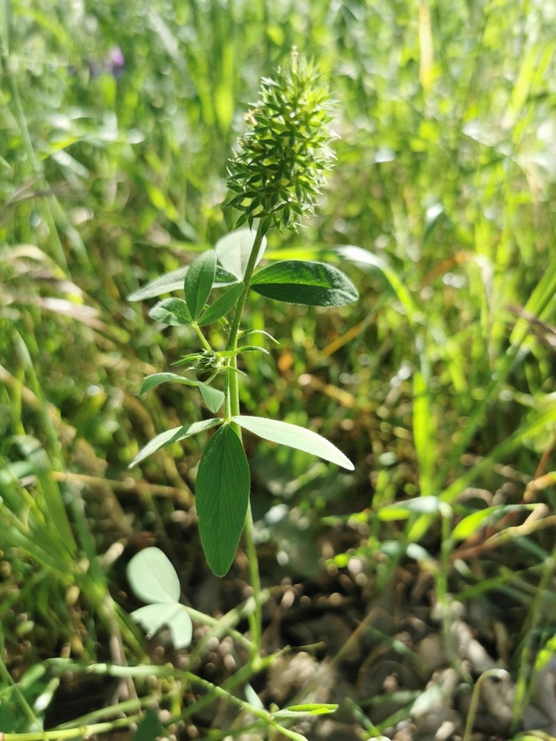 Trifolium obscurum photo 6