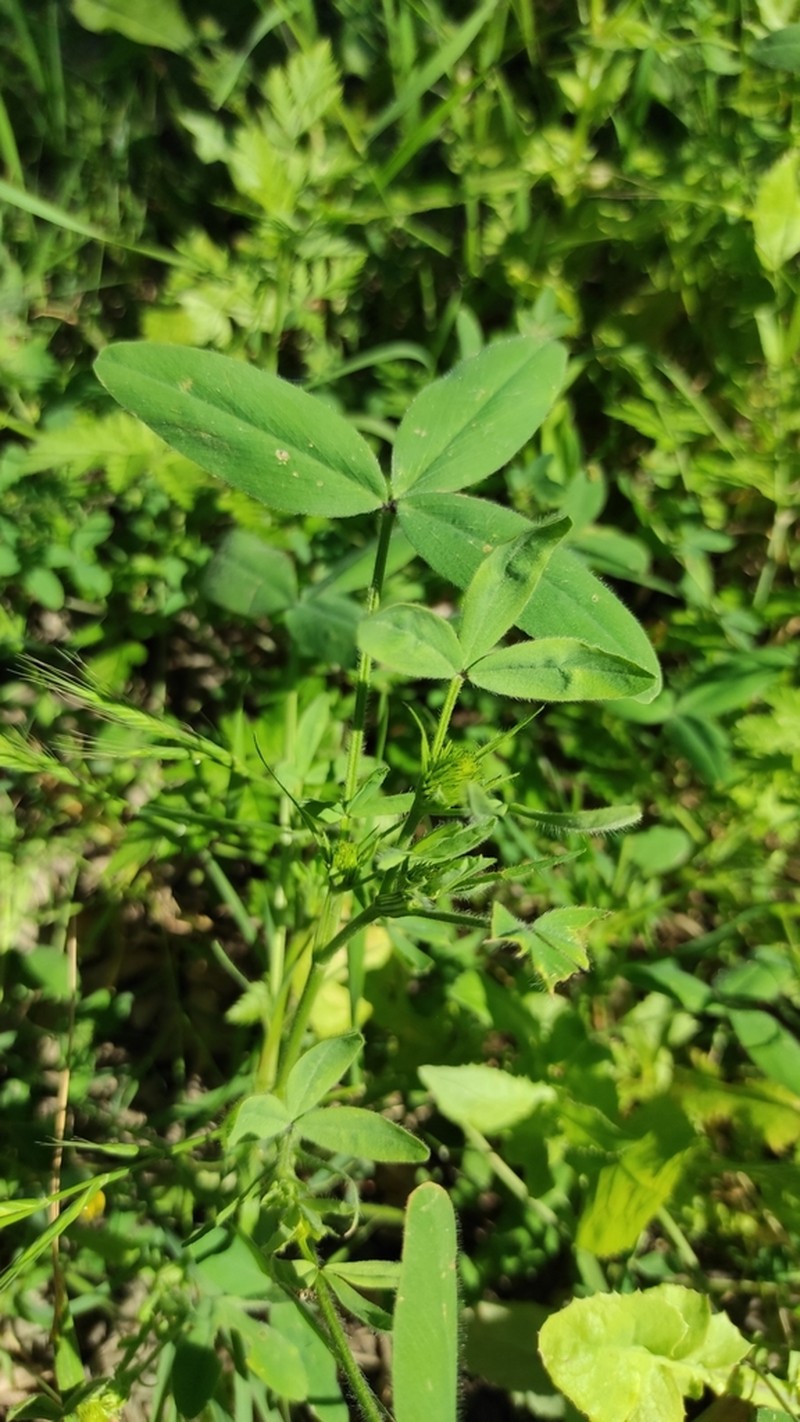 Trifolium obscurum photo 7